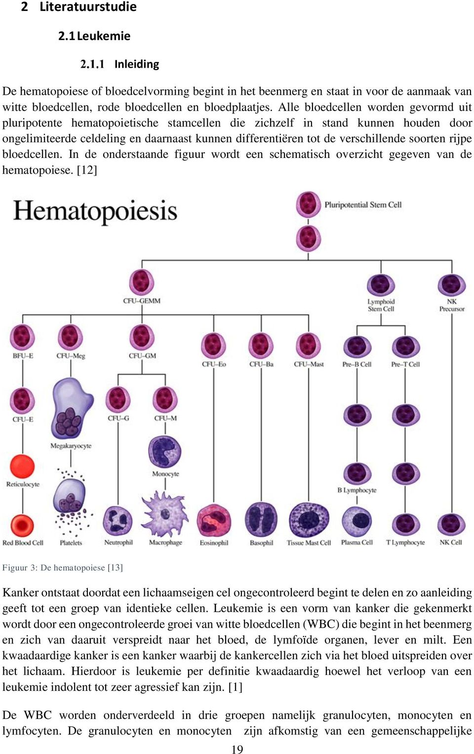 soorten rijpe bloedcellen. In de onderstaande figuur wordt een schematisch overzicht gegeven van de hematopoiese.