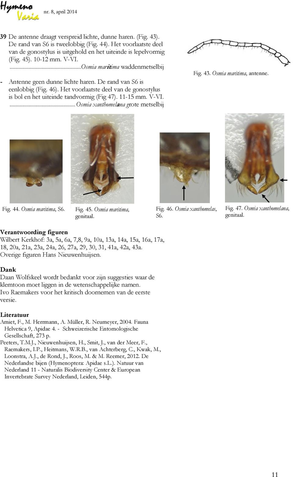 Het voorlaatste deel van de gonostylus is bol en het uiteinde tandvormig (Fig 47). 11-15 mm. V-VI.... Osmia xanthomelana grote metselbij Fig. 43. Osmia maritima, antenne. Fig. 44. Osmia maritima, S6.