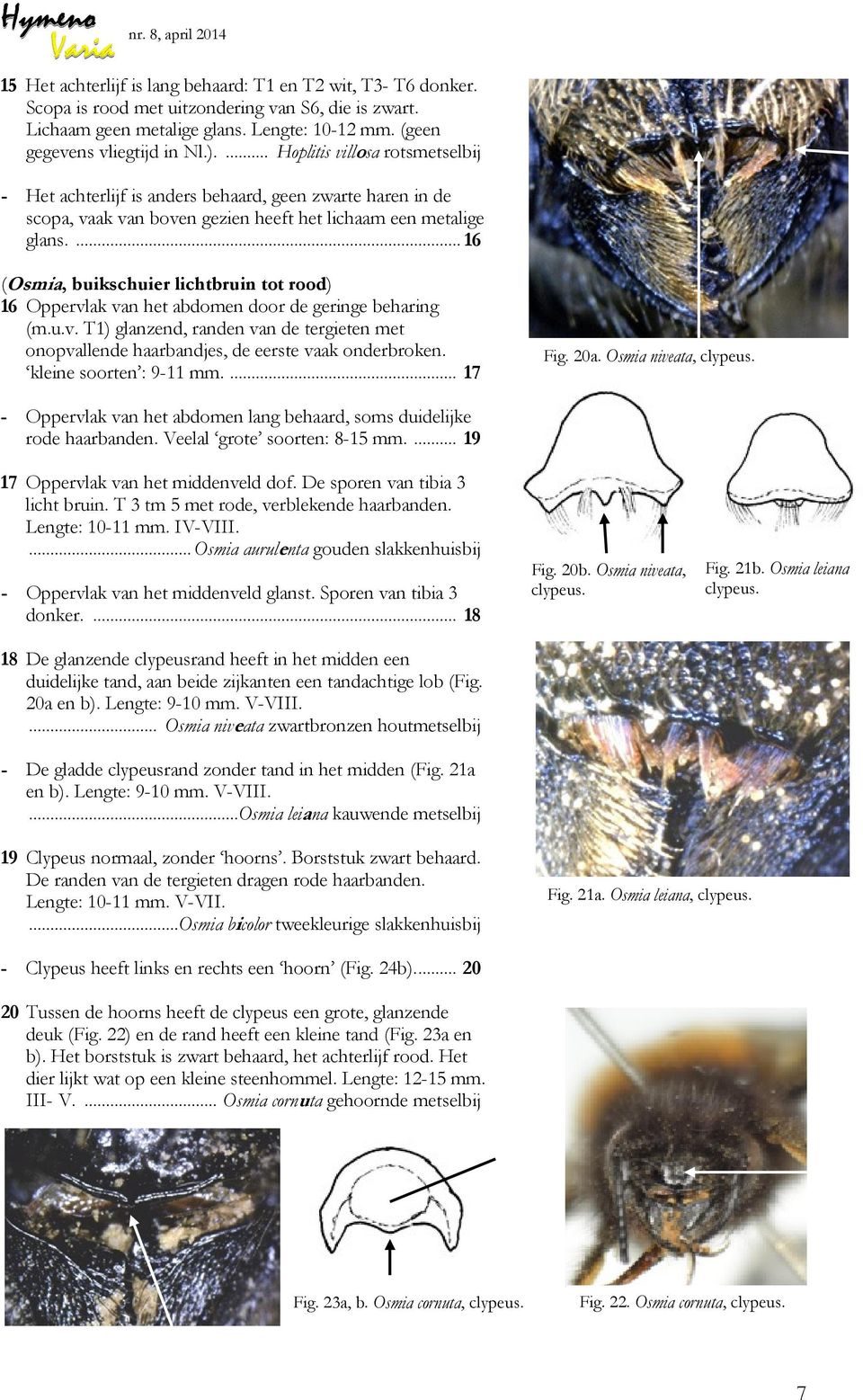 ... 16 (Osmia, buikschuier lichtbruin tot rood) 16 Oppervlak van het abdomen door de geringe beharing (m.u.v. T1) glanzend, randen van de tergieten met onopvallende haarbandjes, de eerste vaak onderbroken.