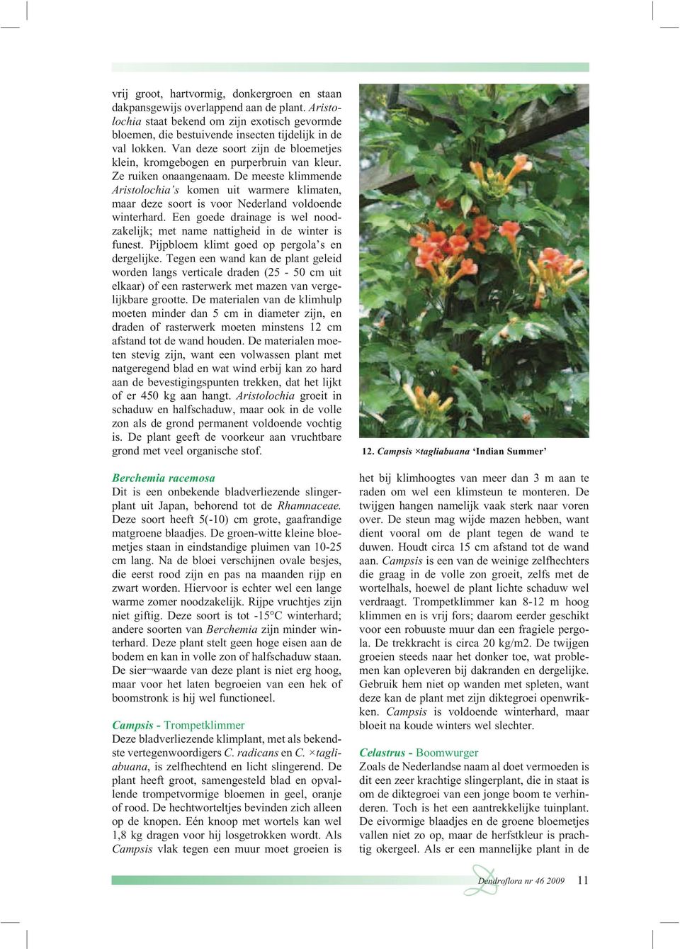 De meeste klimmende Aristolochia s komen uit warmere klimaten, maar deze soort is voor Nederland voldoende winterhard.