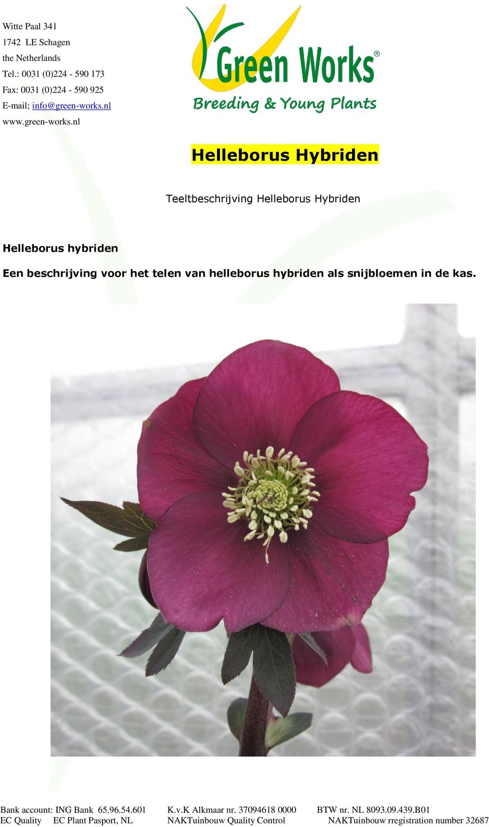 nl Helleborus Hybriden Teeltbeschrijving Helleborus Hybriden Helleborus hybriden Een beschrijving voor het telen van