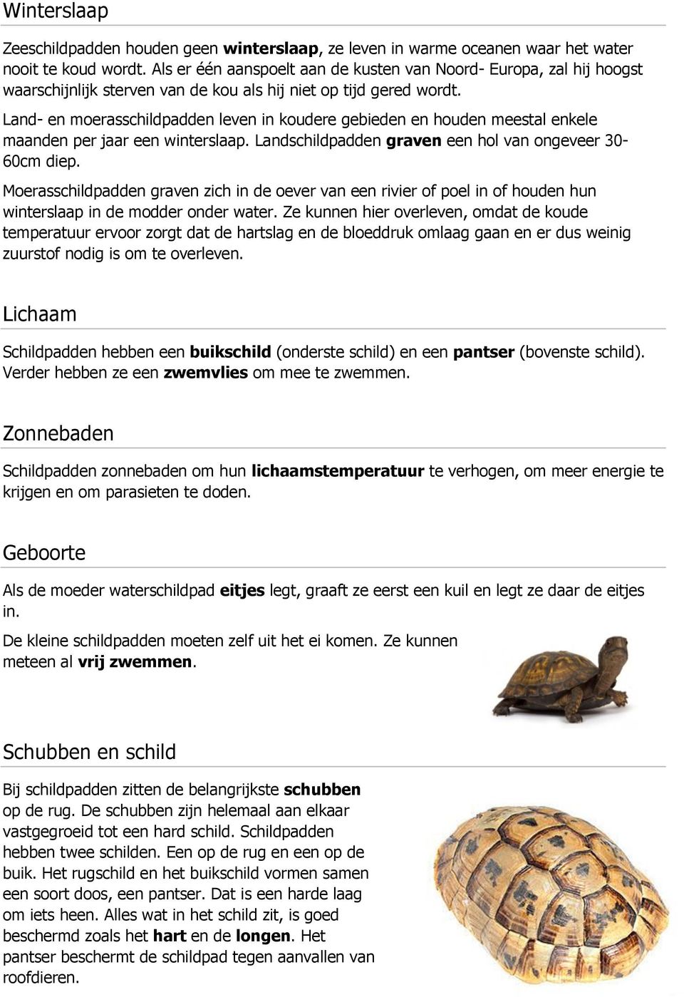 Land- en moerasschildpadden leven in koudere gebieden en houden meestal enkele maanden per jaar een winterslaap. Landschildpadden graven een hol van ongeveer 30-60cm diep.