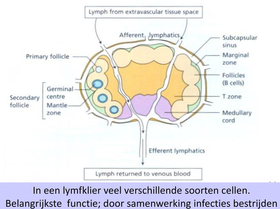 Belangrijkste functie; door