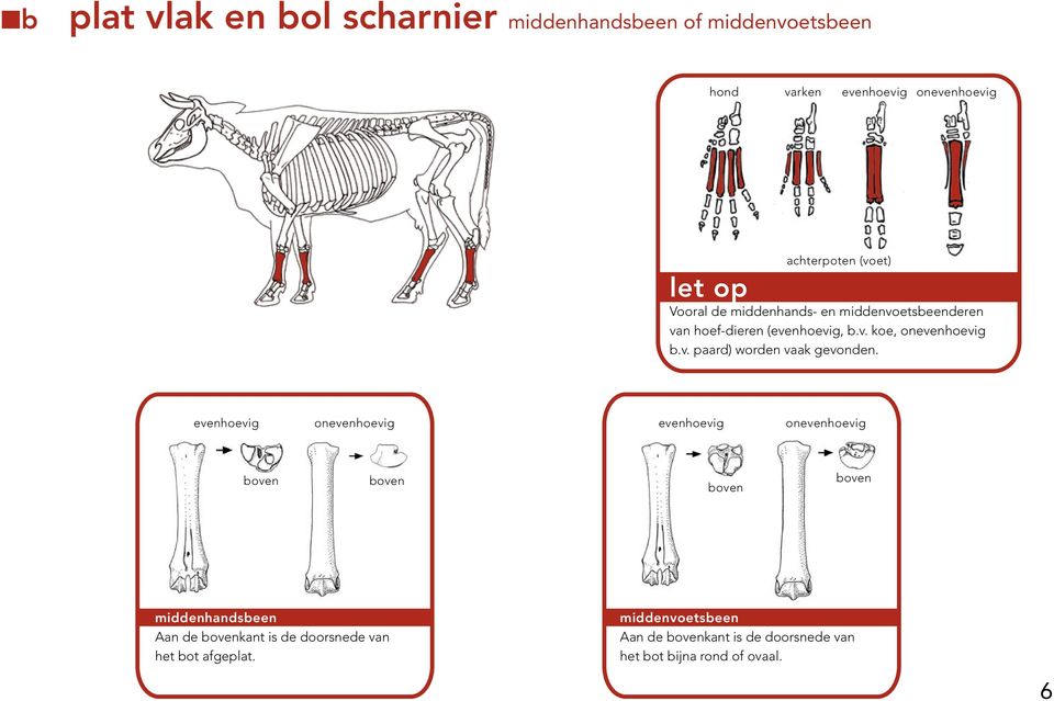 v. paard) worden vaak gevonden.