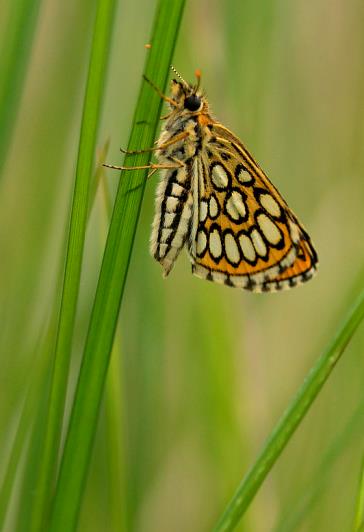 Goed nieuws voor iedereen die zich inzet voor vlinderbescherming: het werkt. Tabel 3: Beoordeling van de landelijke trends van de Nederlandse vlinders sinds 992 en in de laatste tien jaren.