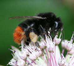 Waar gaan we het over hebben vanavond? over bijen in het algemeen en : waarom monitoren? wáár vind je bijen? En hoe kun je ze helpen?