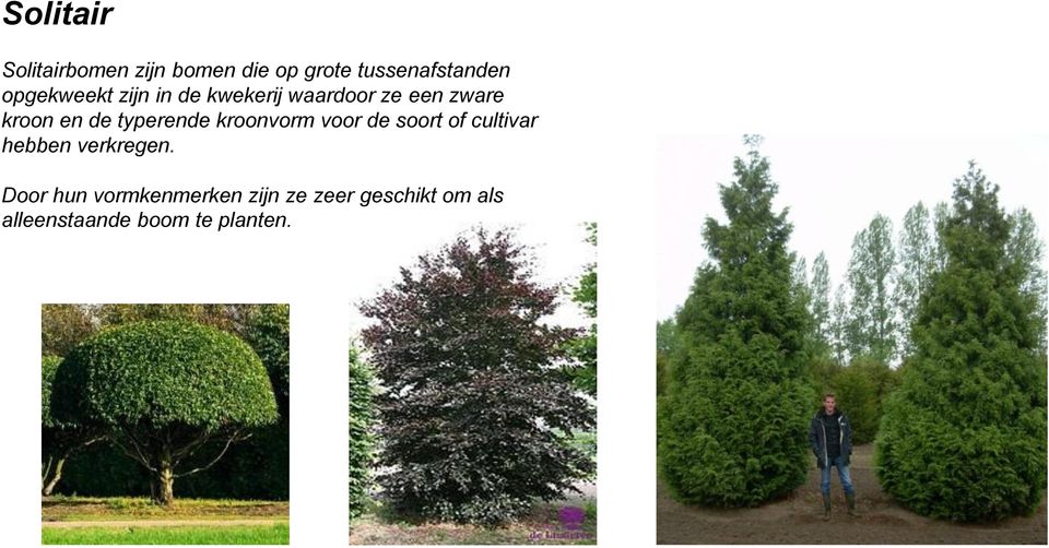 typerende kroonvorm voor de soort of cultivar hebben verkregen.