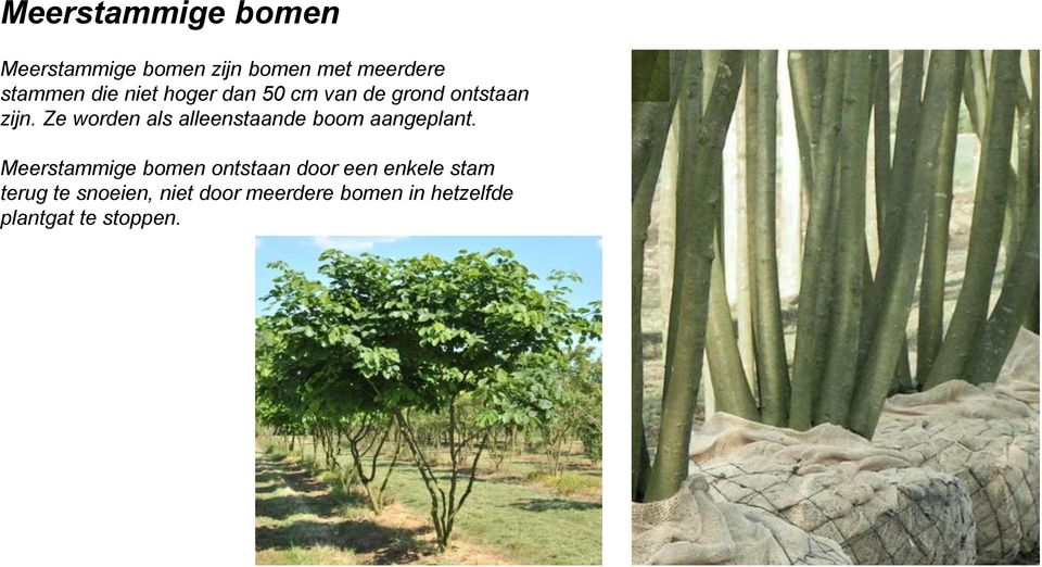 Ze worden als alleenstaande boom aangeplant.