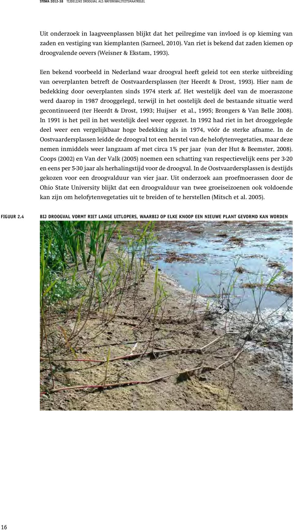 Een bekend voorbeeld in Nederland waar droogval heeft geleid tot een sterke uitbreiding van oeverplanten betreft de Oostvaardersplassen (ter Heerdt & Drost, 1993).