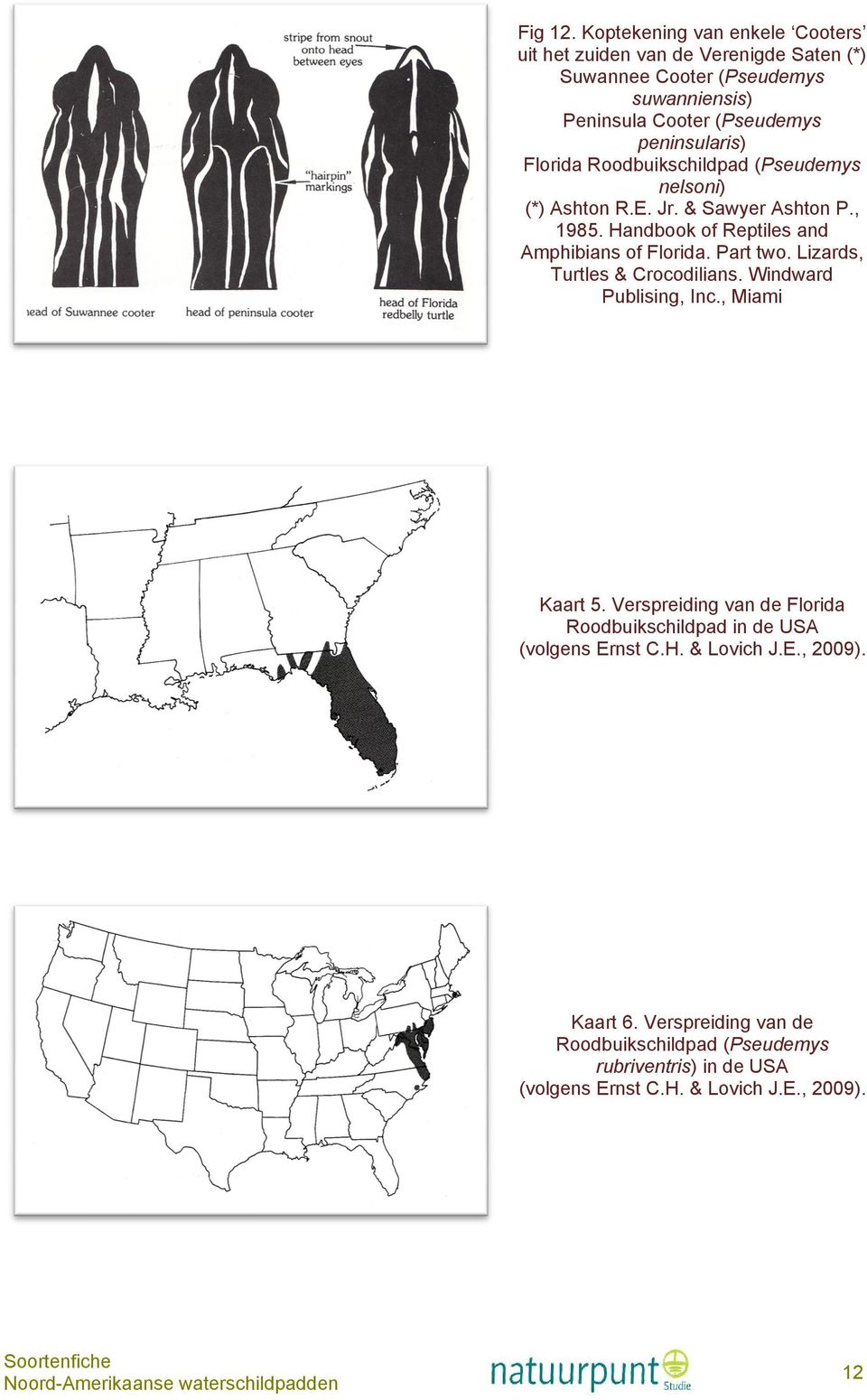 peninsularis) Florida Roodbuikschildpad (Pseudemys nelsoni) (*) Ashton R.E. Jr. & Sawyer Ashton P., 1985. Handbook of Reptiles and Amphibians of Florida.
