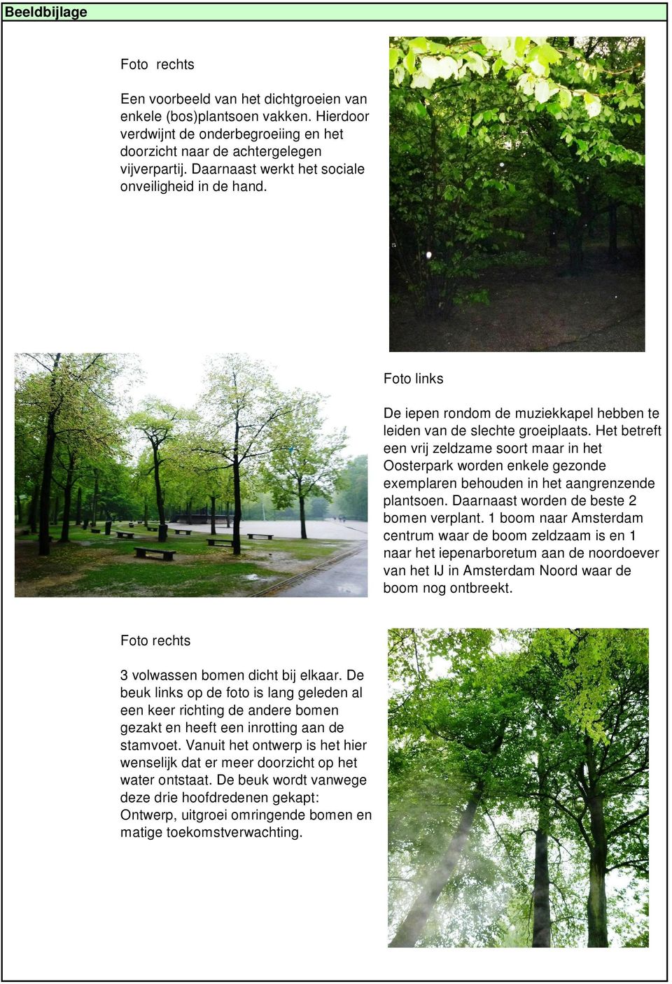 Het betreft een vrij zeldzame soort maar in het Oosterpark worden enkele gezonde exemplaren behouden in het aangrenzende plantsoen. Daarnaast worden de beste 2 bomen verplant.