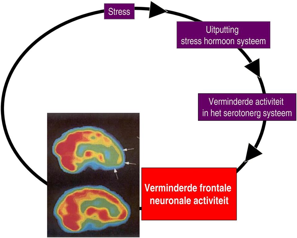 in het serotonerg systeem