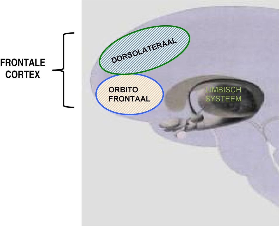 ORBITO FRONTAAL