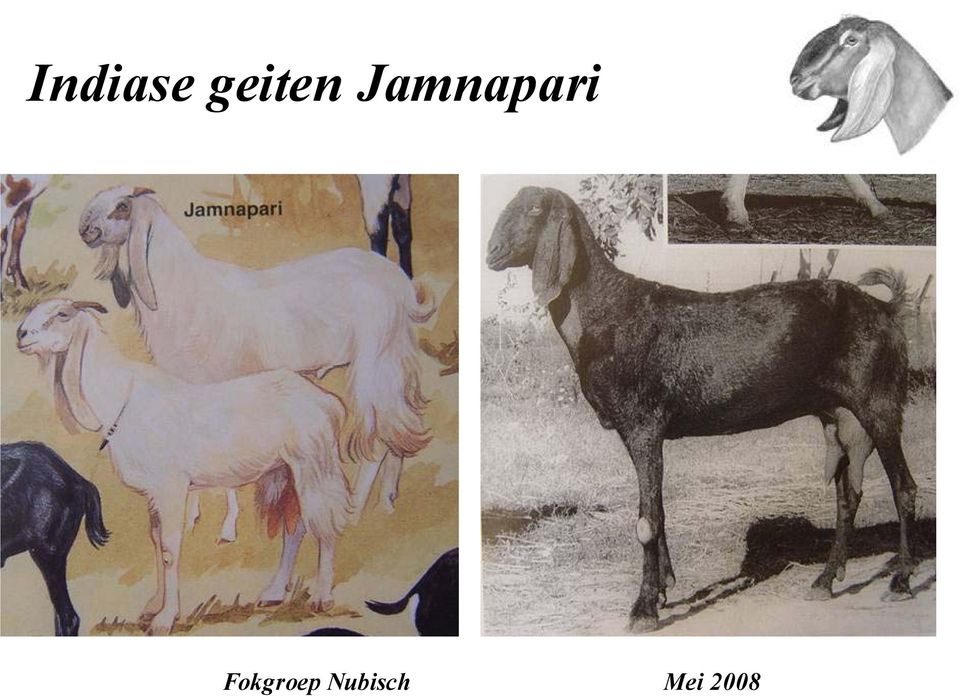 Jamnapari