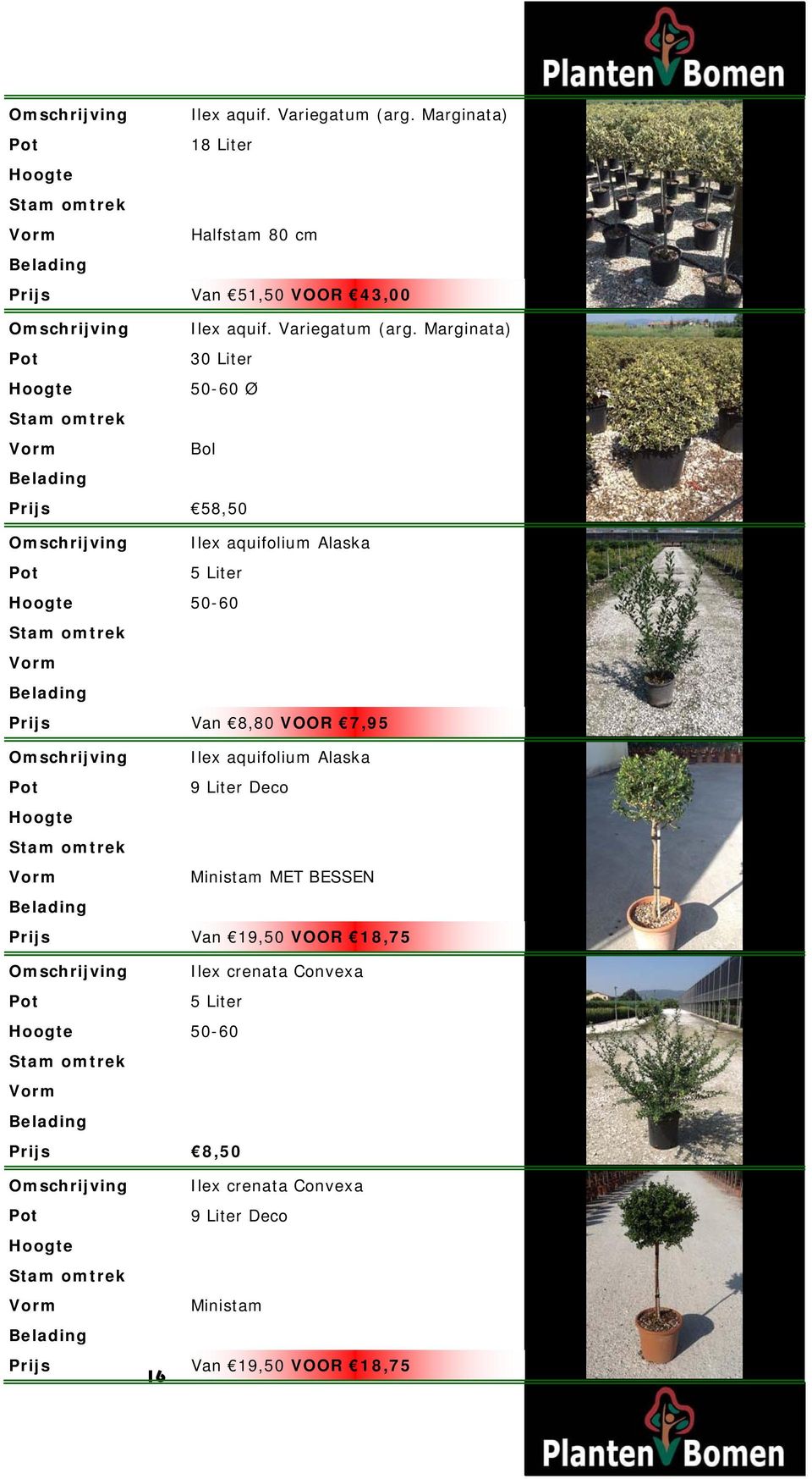 58,50 Ilex aquifolium Alaska 5 Liter 50-60 Van 8,80 VOOR 7,95 Ilex aquifolium Alaska