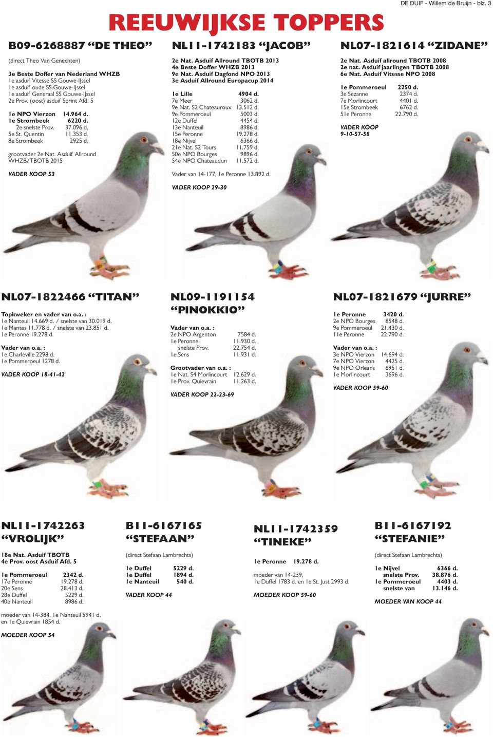 Asduif Allround WHZB/TBOTB 2015 Reeuwijkse toppers NL11-1742183 JACOB 2e Nat. Asduif Allround TBOTB 2013 4e Beste Doffer WHZB 2013 9e Nat.