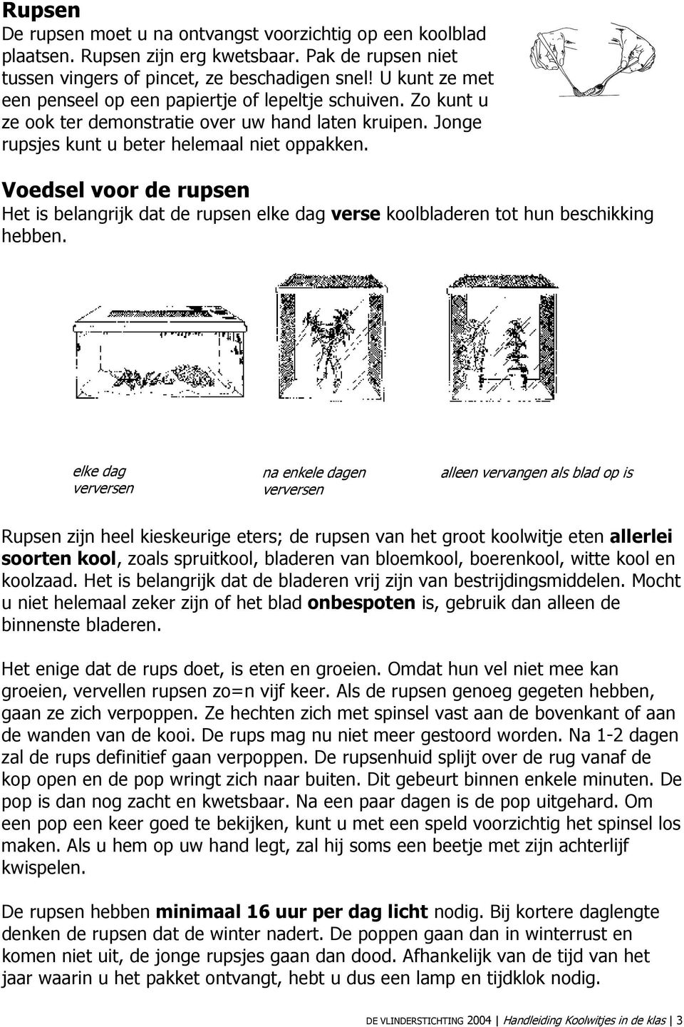 Voedsel voor de rupsen Het is belangrijk dat de rupsen elke dag verse koolbladeren tot hun beschikking hebben.