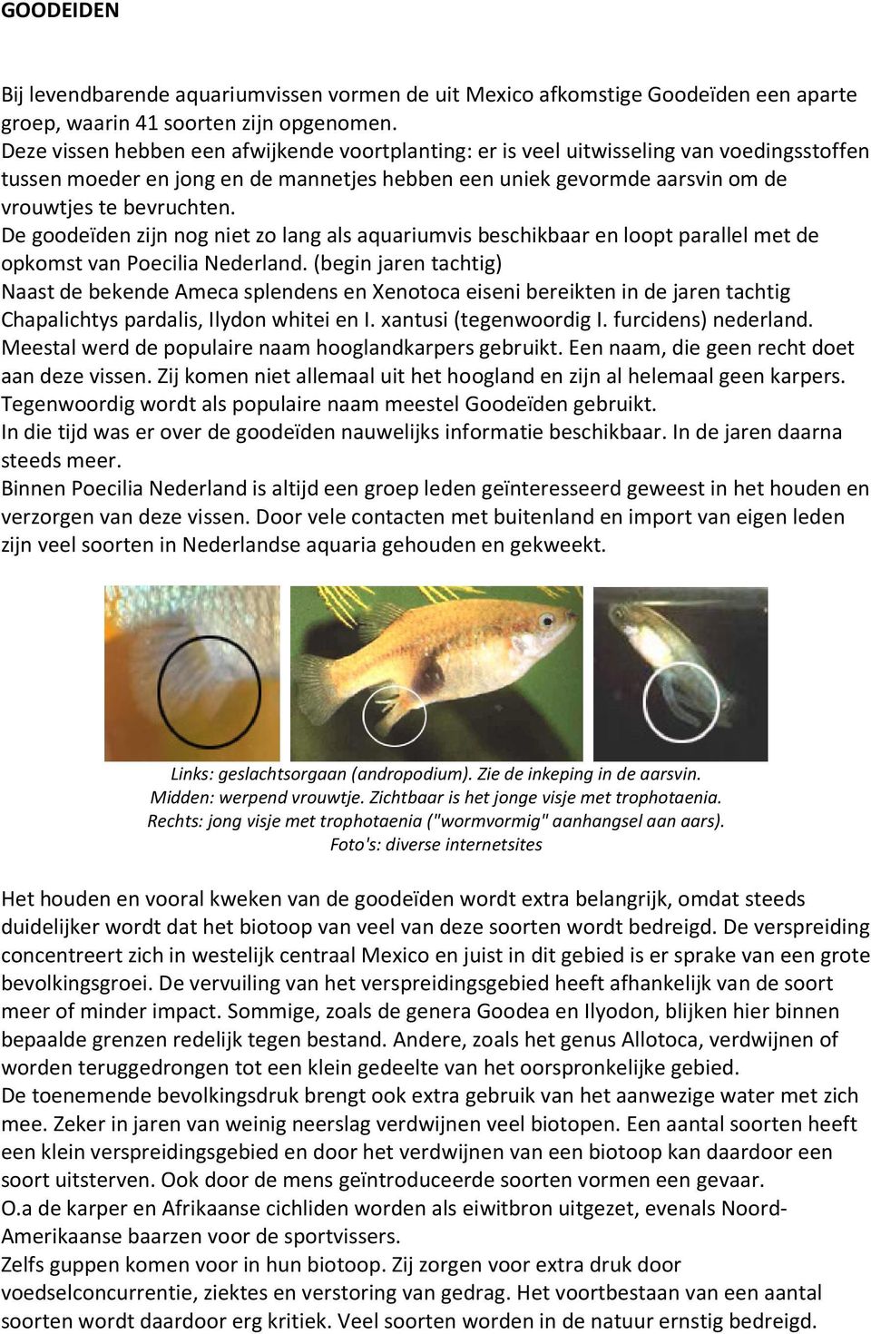 De goodeïden zijn nog niet zo lang als aquariumvis beschikbaar en loopt parallel met de opkomst van Poecilia Nederland.