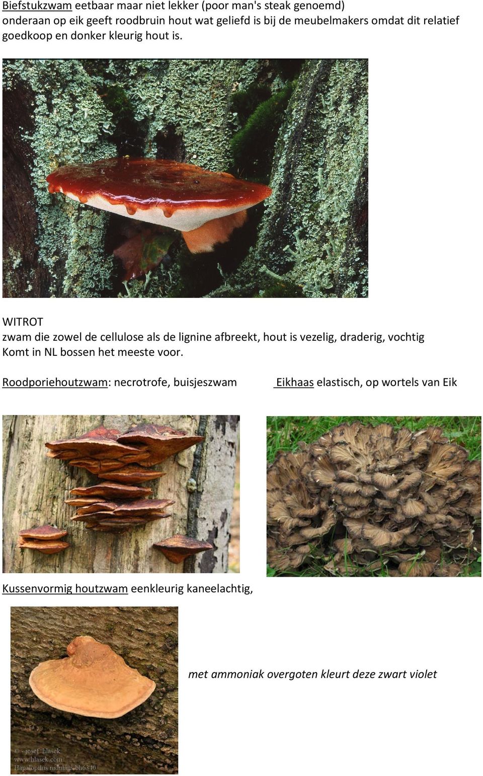 WITROT zwam die zowel de cellulose als de lignine afbreekt, hout is vezelig, draderig, vochtig Komt in NL bossen het meeste