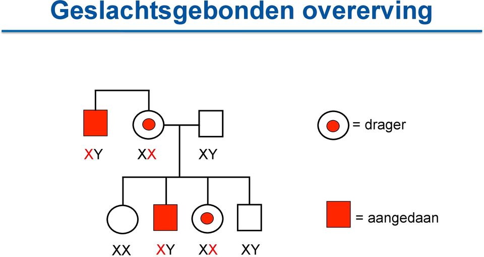 drager XY XX XY =