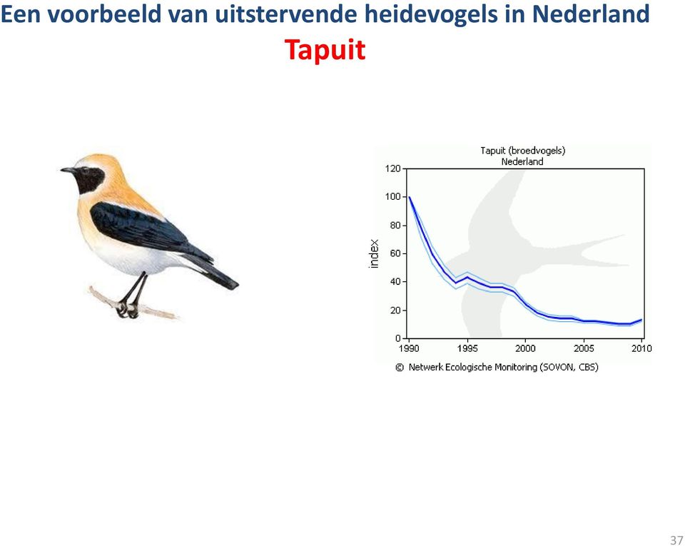 heidevogels in