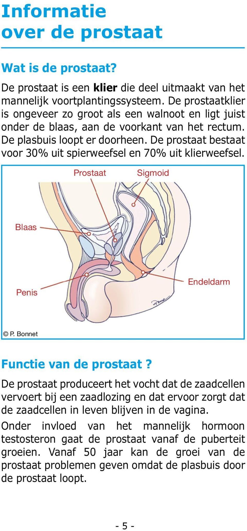 De prostaat bestaat voor 30% uit spierweefsel en 70% uit klierweefsel. Prostaat Sigmoid Blaas Penis Endeldarm P. Bonnet Functie van de prostaat?