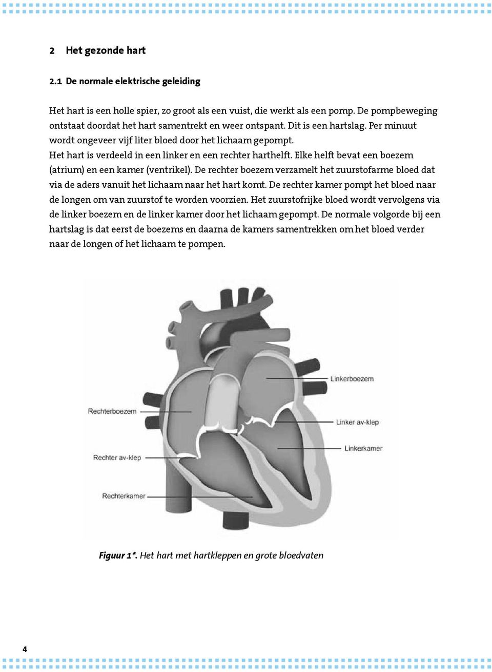 Het hart is verdeeld in een linker en een rechter harthelft. Elke helft bevat een boezem (atrium) en een kamer (ventrikel).
