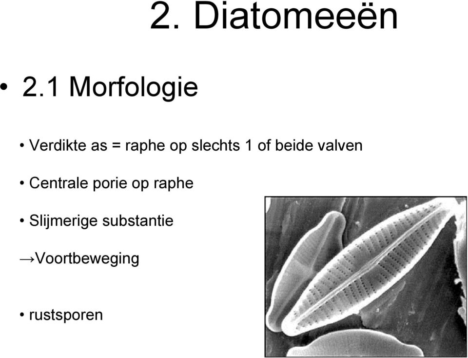 slechts 1 of beide valven Centrale