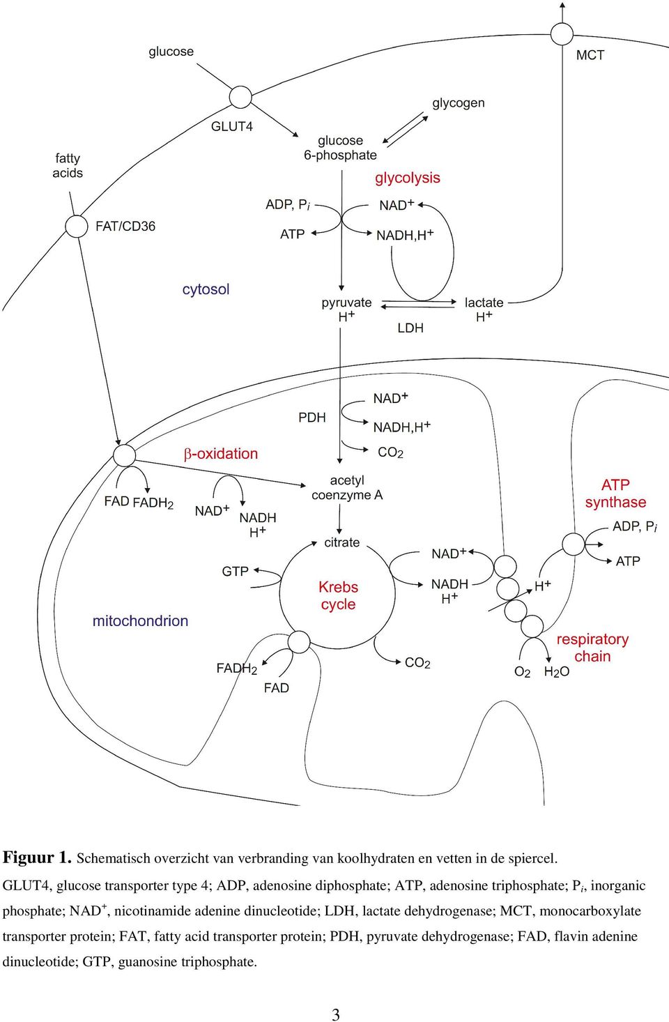 phosphate; NAD +, nicotinamide adenine dinucleotide; LDH, lactate dehydrogenase; MCT, monocarboxylate