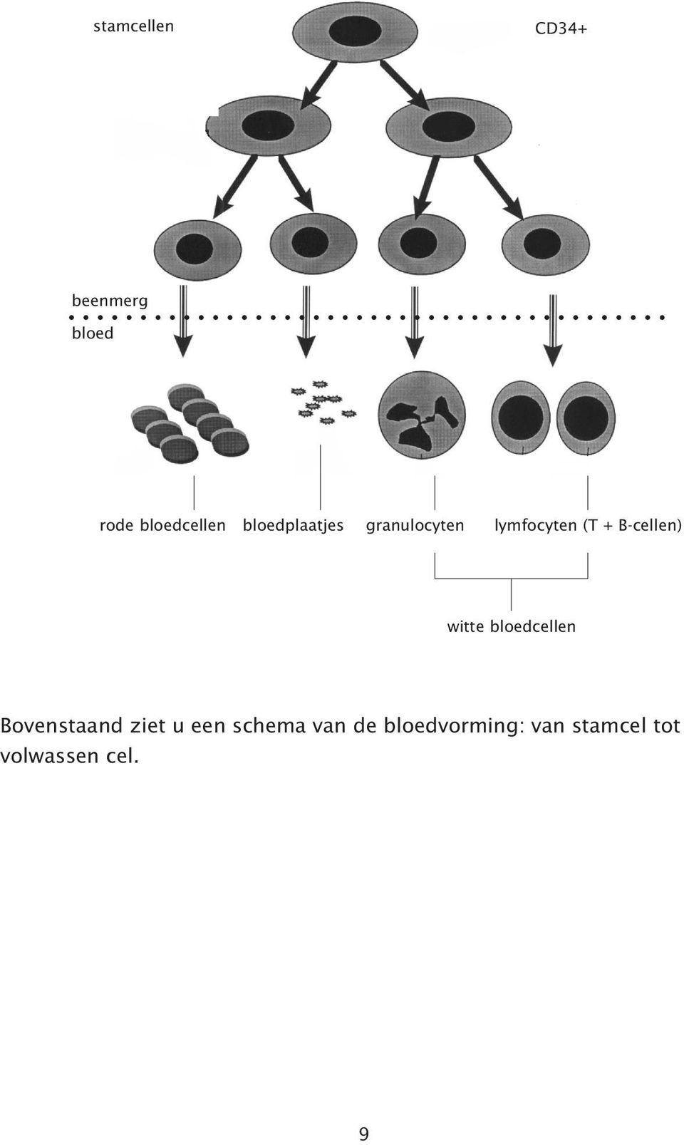 B-cellen) witte bloedcellen Bovenstaand ziet u een