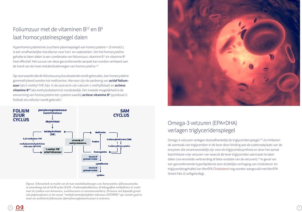 Het succes van deze gecombineerde aanpak kan worden verklaard aan de hand van de twee metabolisatiewegen van homocysteïne.