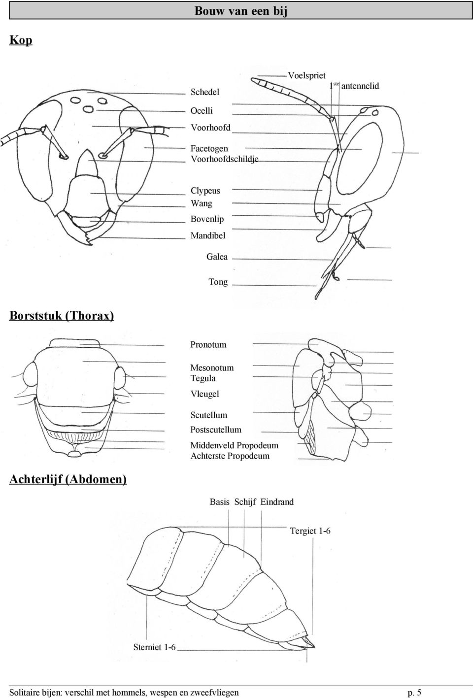 Pronotum Mesonotum Tegula Vleugel Scutellum Postscutellum Middenveld Propodeum