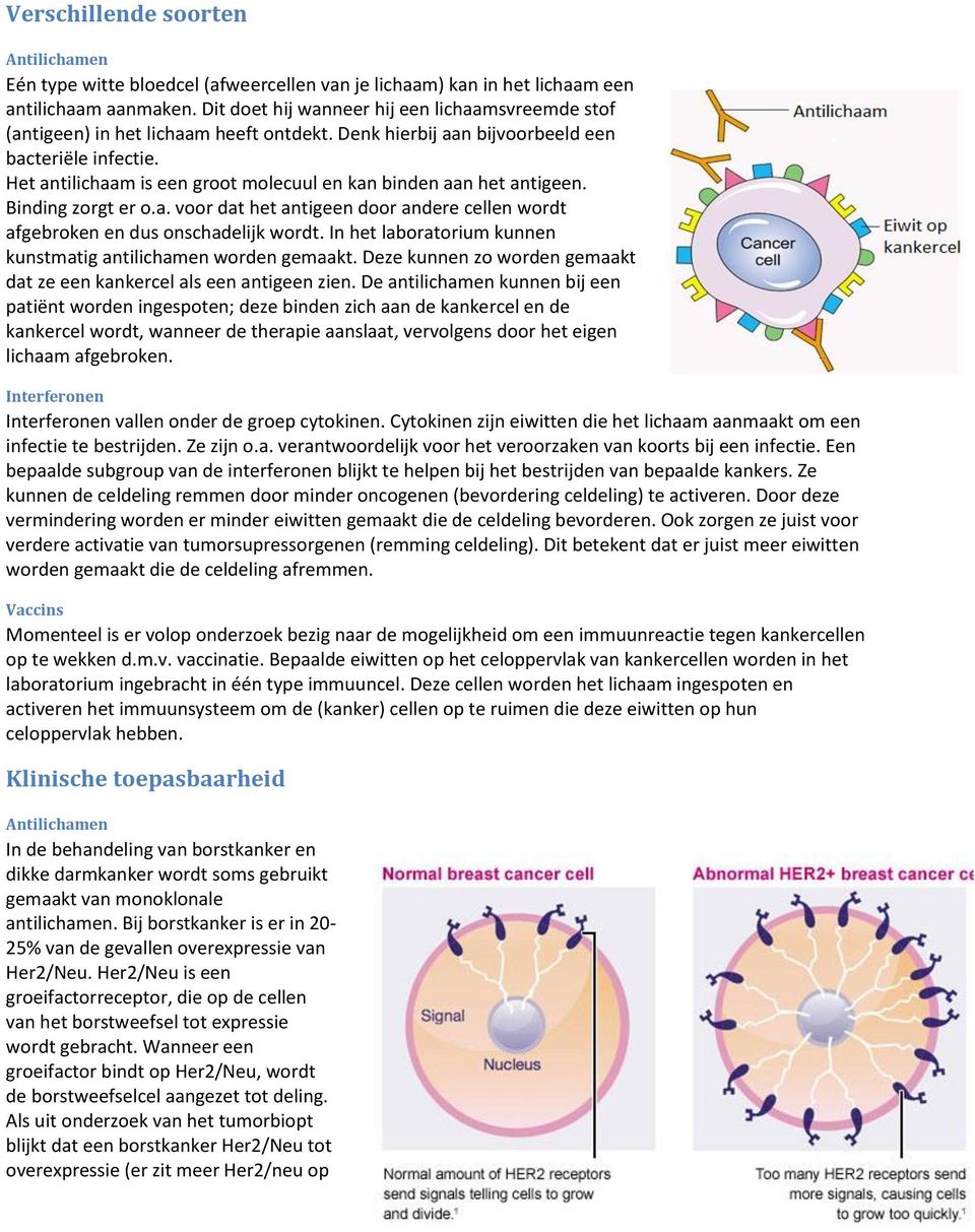 Het antilichaam is een groot molecuul en kan binden aan het antigeen. Binding zorgt er o.a. voor dat het antigeen door andere cellen wordt afgebroken en dus onschadelijk wordt.