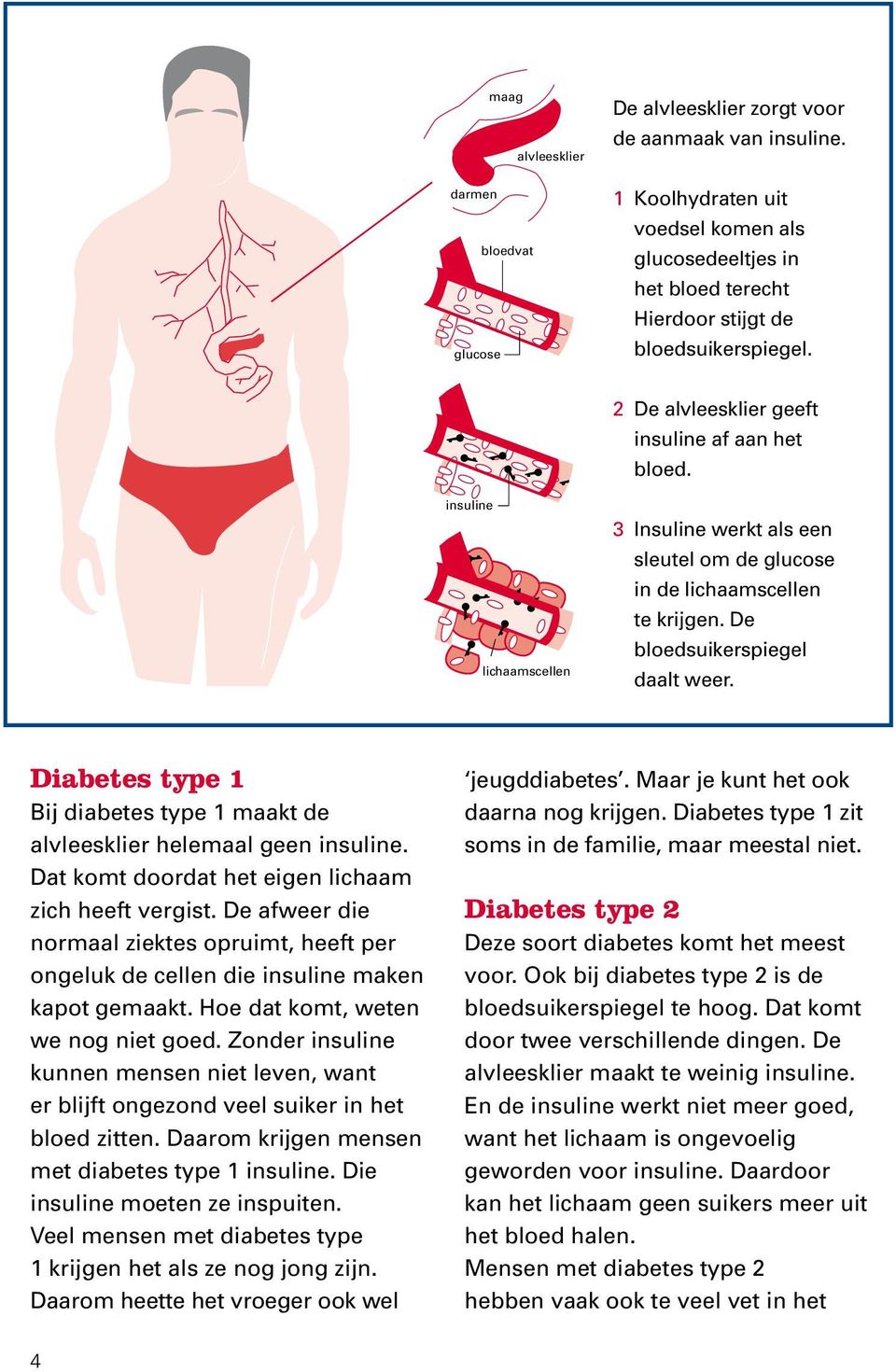 insuline lichaamscellen 3 Insuline werkt als een sleutel om de glucose in de lichaamscellen te krijgen. De bloedsuikerspiegel daalt weer.