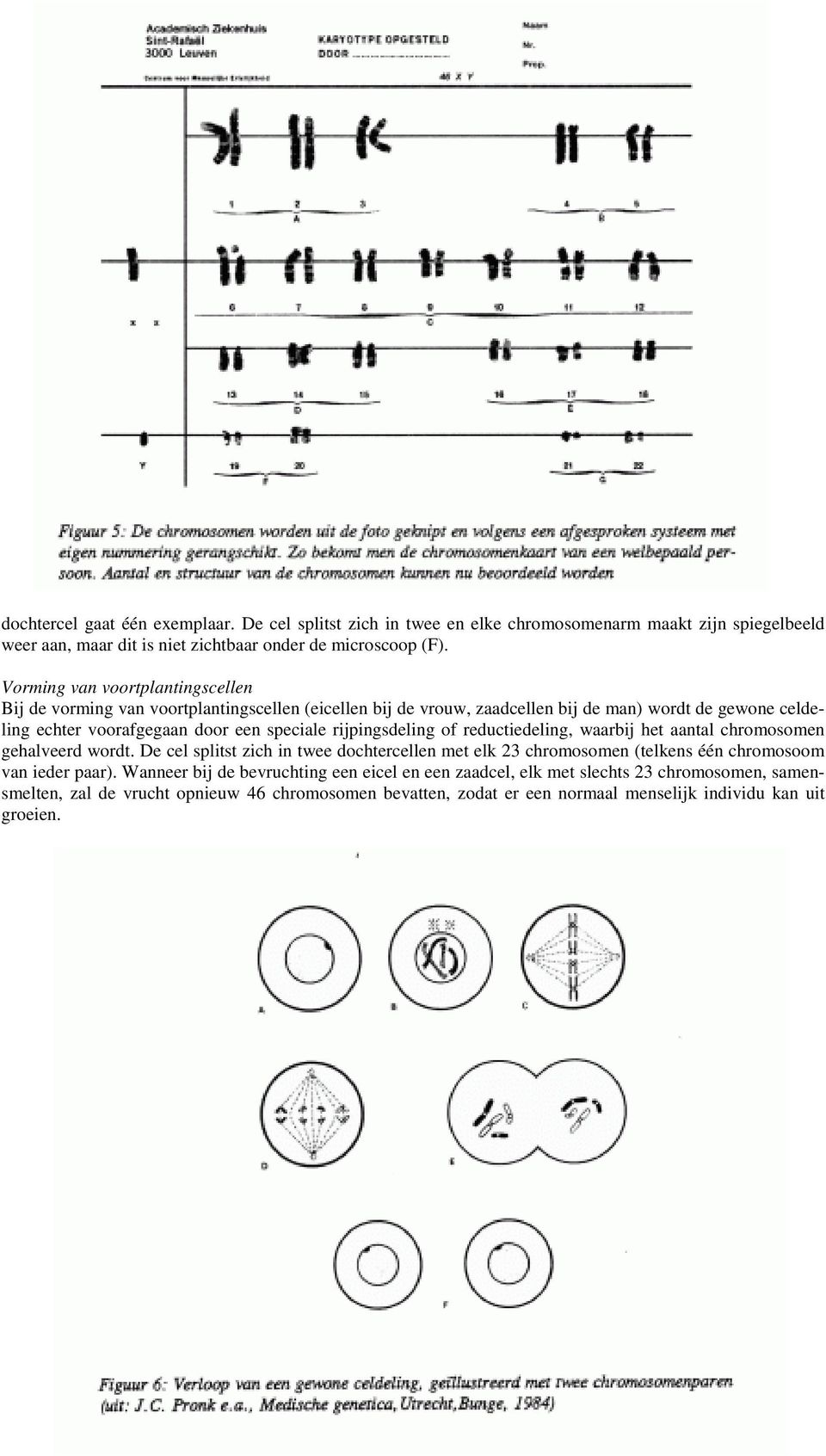 rijpingsdeling of reductiedeling, waarbij het aantal chromosomen gehalveerd wordt.