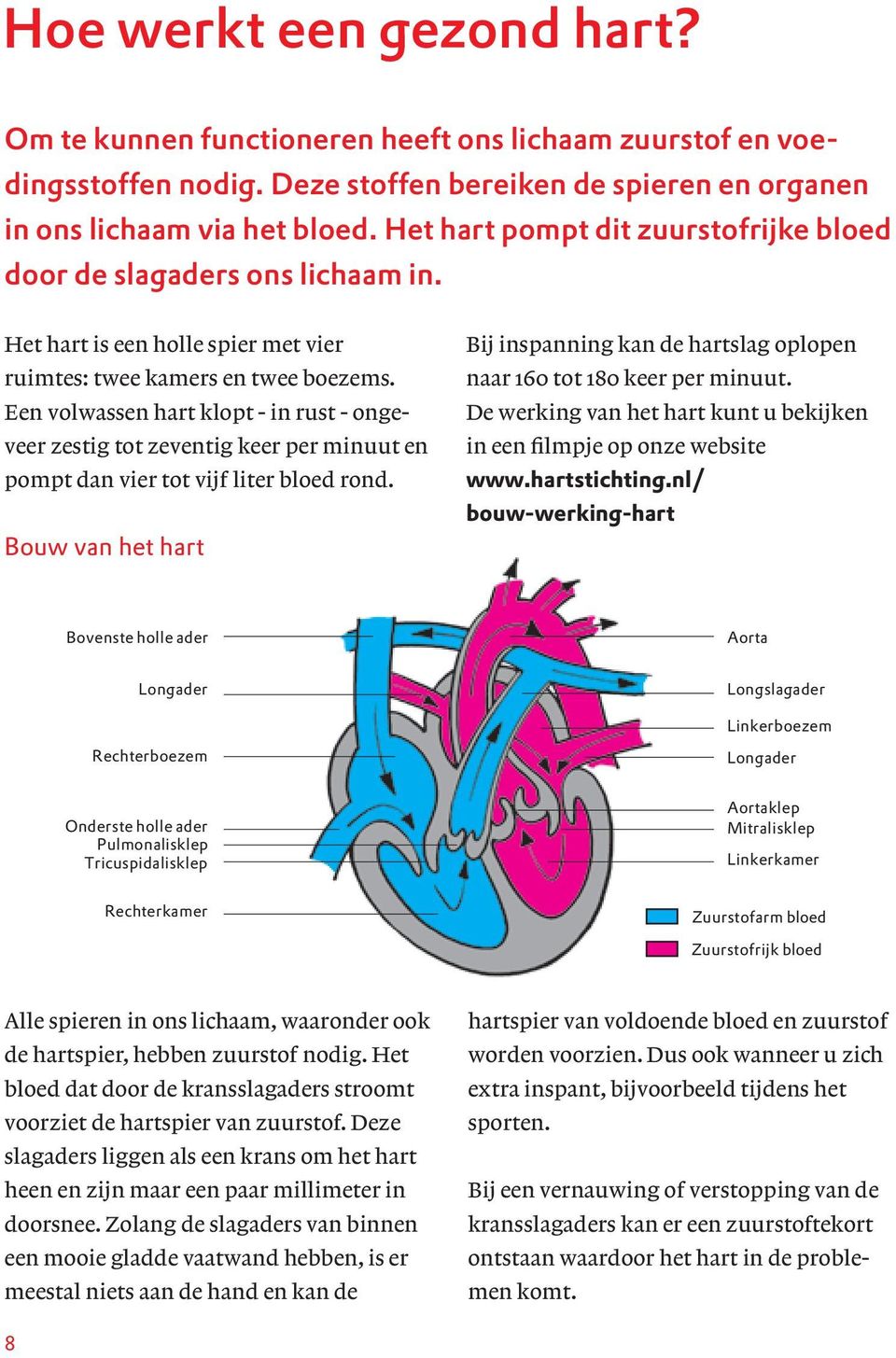 Een volwassen hart klopt - in rust - ongeveer zestig tot zeventig keer per minuut en pompt dan vier tot vijf liter bloed rond.