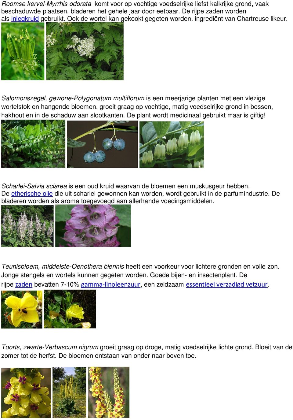 Salomonszegel, gewone-polygonatum multiflorum is een meerjarige planten met een vlezige wortelstok en hangende bloemen.