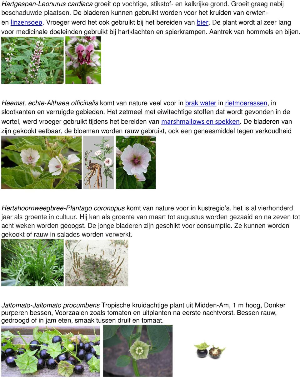 Heemst, echte-althaea officinalis komt van nature veel voor in brak water in rietmoerassen, in slootkanten en verruigde gebieden.