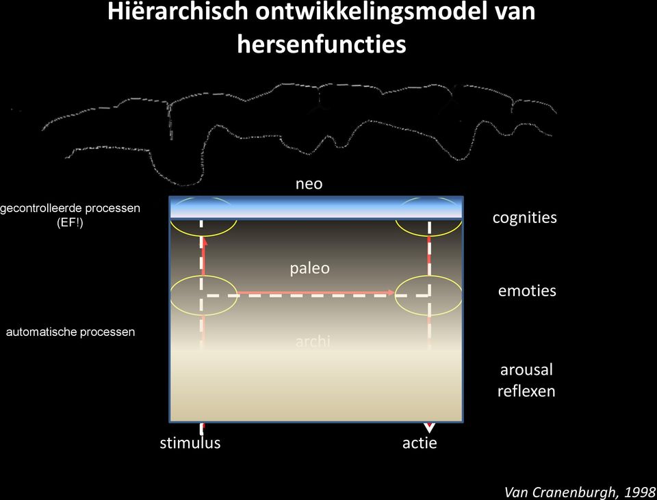 ) neo cognities paleo emoties automatische