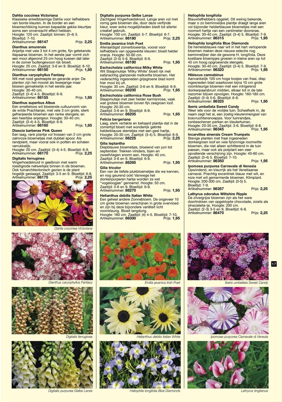 In het eerste jaar vormt zich een mooi afgerond 25 cm hoog kussen dat later in de zomer buitengewoon rijk bloeit. Hoogte: 25 cm. Zaaitijd: 3-6 en 9. Bloeitijd: 6-10.
