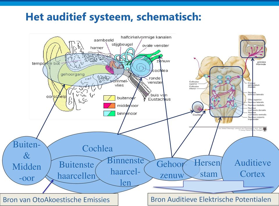 haarcellen Cochlea Binnenste