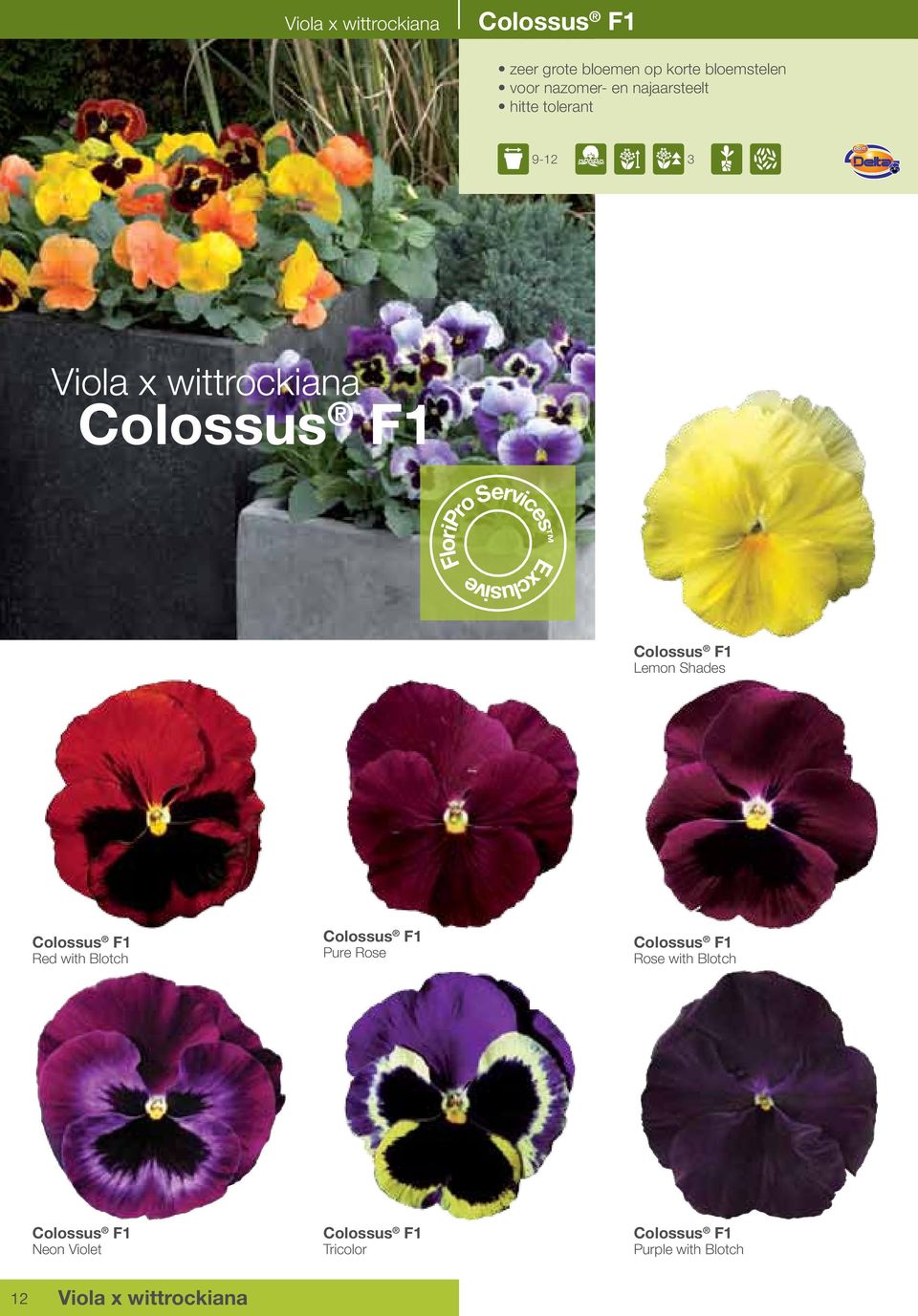 ServicesTM TM Colossus F1 Lemon Shades Colossus F1 Red with Blotch Colossus F1 Pure Rose Colossus F1