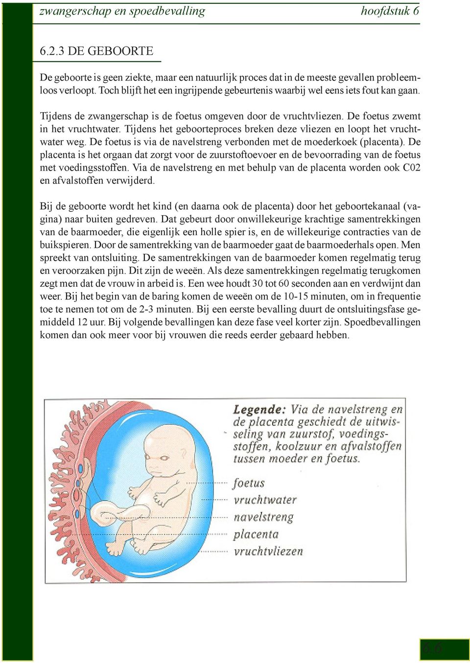 Tijdens het geboorteproces breken deze vliezen en loopt het vruchtwater weg. De foetus is via de navelstreng verbonden met de moederkoek (placenta).