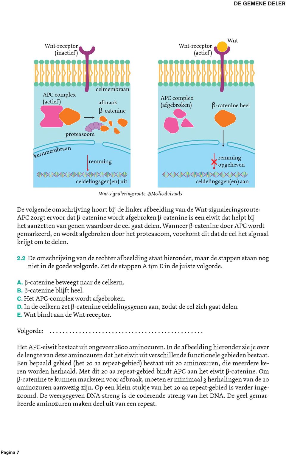 Medicalvisuals celdelingsgen(en) aan De volgende omschrijving hoort bij de linker afbeelding van de Wnt-signaleringsroute: APC zorgt ervoor dat β-catenine wordt afgebroken β-catenine is een eiwit dat