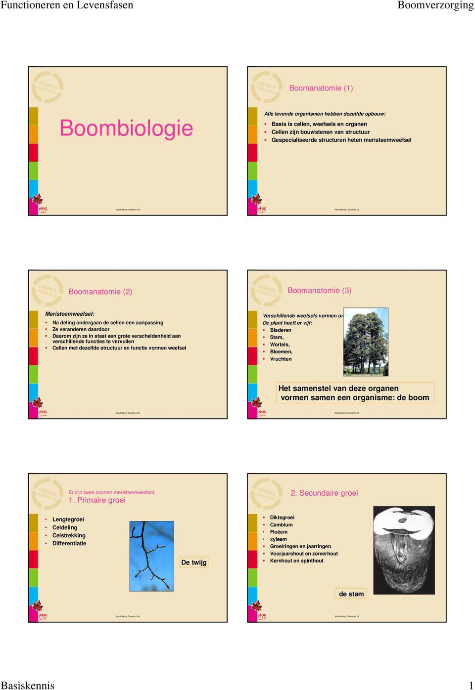 verschillende functies te vervullen Cellen met dezelfde structuur en functie vormen weefsel Verschillende weefsels vormen organen De plant heeft er vijf: Bladeren Stam, Wortels, Bloemen, Vruchten Het