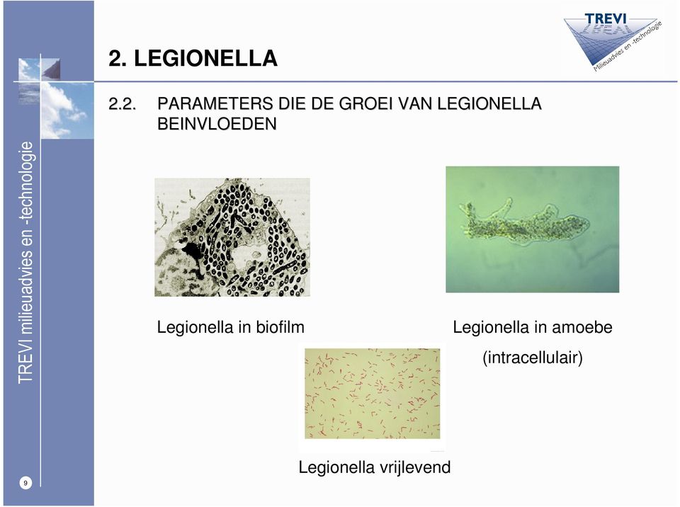 Legionella in biofilm Legionella in