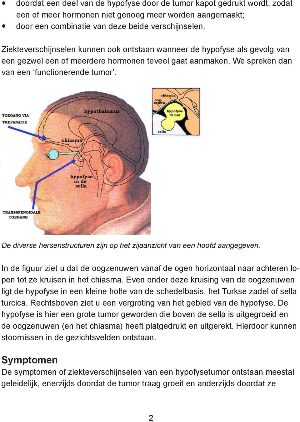 De diverse hersenstructuren zijn op het zijaanzicht van een hoofd aangegeven. In de figuur ziet u dat de oogzenuwen vanaf de ogen horizontaal naar achteren lopen tot ze kruisen in het chiasma.