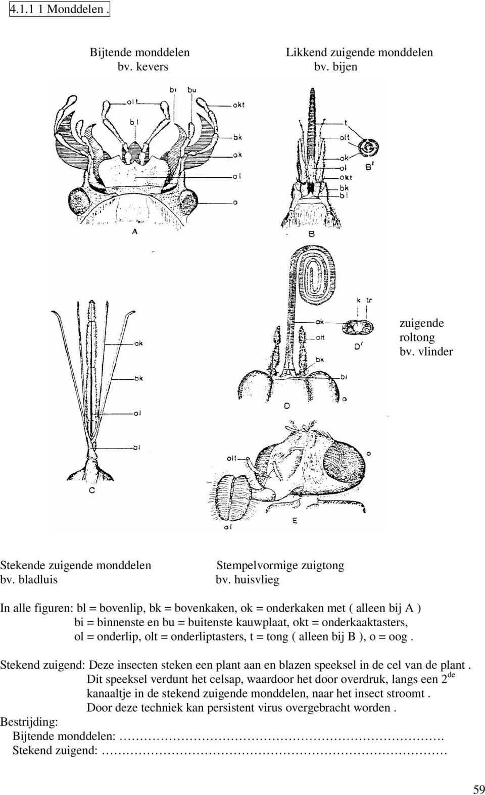 onderliptasters, t = tong ( alleen bij B ), o = oog. Stekend zuigend: Deze insecten steken een plant aan en blazen speeksel in de cel van de plant.