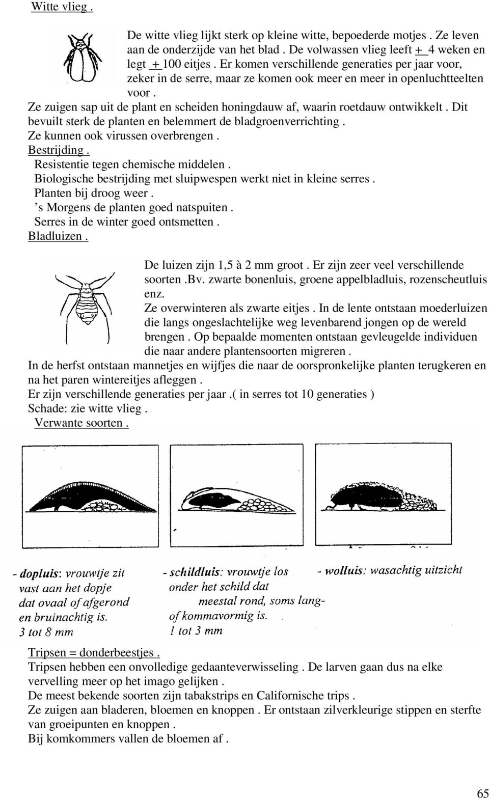 Ze zuigen sap uit de plant en scheiden honingdauw af, waarin roetdauw ontwikkelt. Dit bevuilt sterk de planten en belemmert de bladgroenverrichting. Ze kunnen ook virussen overbrengen. Bestrijding.