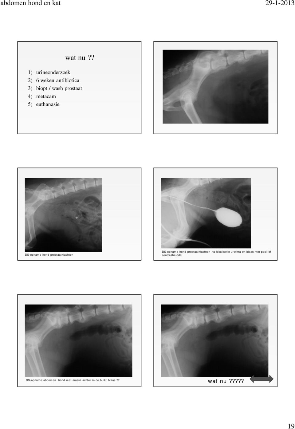 metacam 5) euthanasie DS-opname hond prostaatklachten DS-opname hond